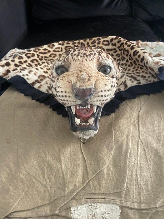 Jachttrofee, Collections, Collections Animaux