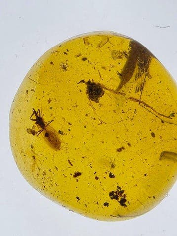 Ambre de Birmanie - Ambre - Natural Fossil Amber Lot (7)