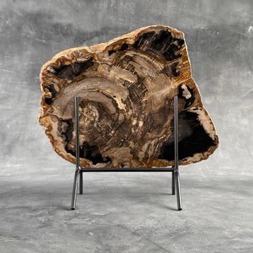 Magnifique tranche de bois pétrifié sur un socle