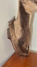 Isard - chamois - hybride met een ooi Taxidermie volledige, Verzamelen, Nieuw