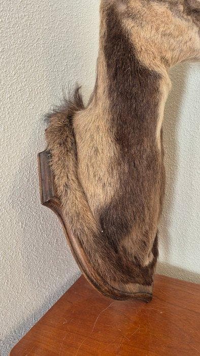 Isard - chamois - hybride met een ooi Taxidermie volledige, Verzamelen, Dierenverzamelingen