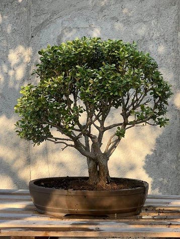 Palmboompje bonsai (Buxus sempervirens) - Hoogte (boom): 60