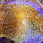 Amplexidiscus fenestrafer (Olifantsoor) M