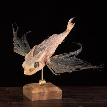 Curiositeitenkabinet – Wunderkammer-stijl