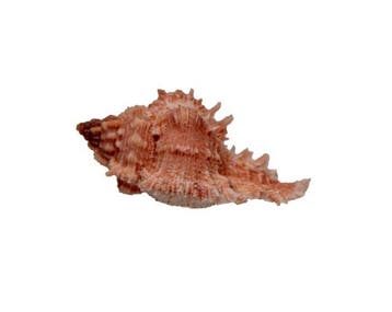 Chicoreus banksii f. crocatus (C. crocatus) – 40 mm –