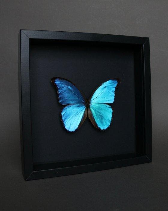 Vlinder Taxidermie volledige montage - Morpho didius - 23 cm, Antiquités & Art, Curiosités & Brocante