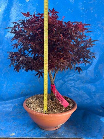 Bonsaï Érable de Bürger (Acer buergerianum) - Hauteur