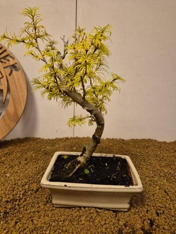 Lariks bonsai (Larix) - Hoogte (boom): 31 cm - Diepte