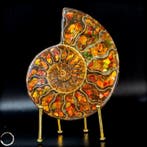 Zeer zeldzaam ammoniet & ammolit - fossielfragment 676,1 ct-, Collections, Minéraux & Fossiles