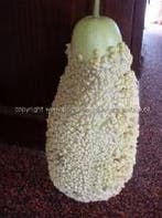 Verruqueuse de Maurice kalebas zaden