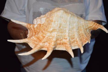 Zeeslak Zeeschelp - S-345 LAMBIS TRUNCATA (Zonder