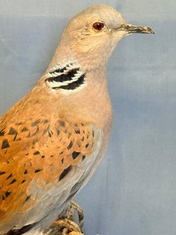 wilde tortelduif Taxidermie volledige montage - Streptopelia, Nieuw