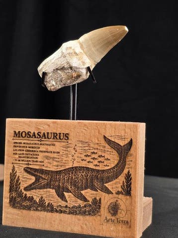 Mosasaurus - Fossiele tand - Mosasaur tooth on a custom base