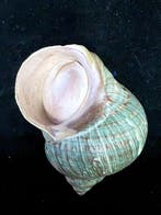 Zeeslak Zeeschelp - S-158 TURBO CRASSUS (Zonder