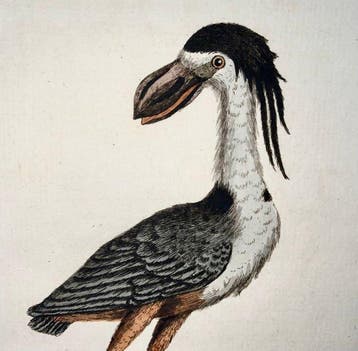 Lot of 4 original hand coloured engravings by Latham, John