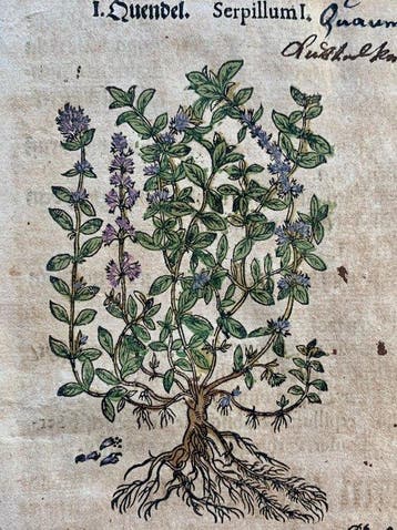 Pietro Andrea Mattioli - Contemporary hand-coloured leaf