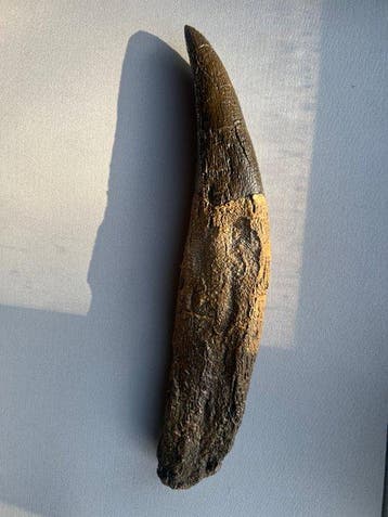 Tyrannosaure - Dent fossile - Museum-Grade REPLICA - Fossil, Collections