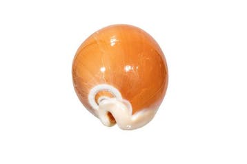 Gouden Cowrie [ VERZAMELSTUK ] Taxidermie wandmontage -