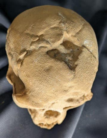 Fossiele schedel - Homo floresiensis « the Hobbit » -