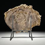 Prachtige snede van versteend hout op een op maat gemaakte