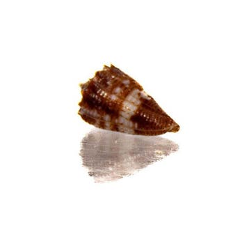 Exquisiet verzamelkist: Conus ammiralis (Admiraalskegel) in, Antiek en Kunst