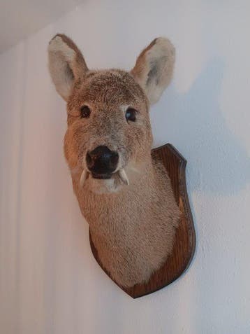 Chinees waterhert Taxidermie hoofdmontage - Hydropotes, Nieuw