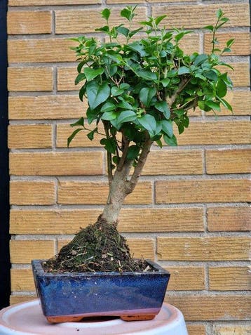 Liguster bonsai (Ligustrum) - Hoogte (boom): 27 cm - Diepte