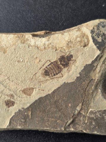 Vis - Gefossiliseerd dier - Mesolygaeus - 11 cm (Zonder