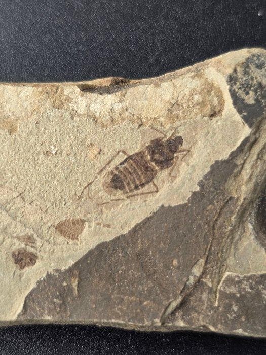 Vis - Gefossiliseerd dier - Mesolygaeus - 11 cm (Zonder, Verzamelen, Mineralen en Fossielen