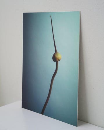 Ursula van de Bunte - Garlic