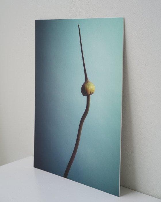 Ursula van de Bunte - Garlic, Antiek en Kunst, Kunst | Designobjecten