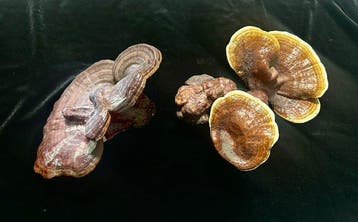 Champignons de l’immortalité Support de corps entier pour