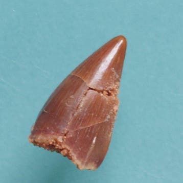 Dinosaure - Dent fossile - Abelisaurus, Pterodactylus und