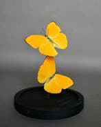 Vlinder Taxidermie volledige montage - Phoebis argante - 20, Verzamelen, Dierenverzamelingen, Nieuw