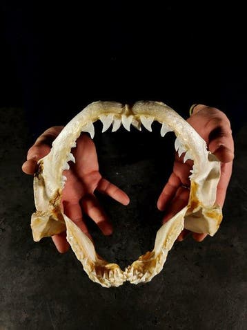 magnifique mâchoire de requin verdesca Support de corps