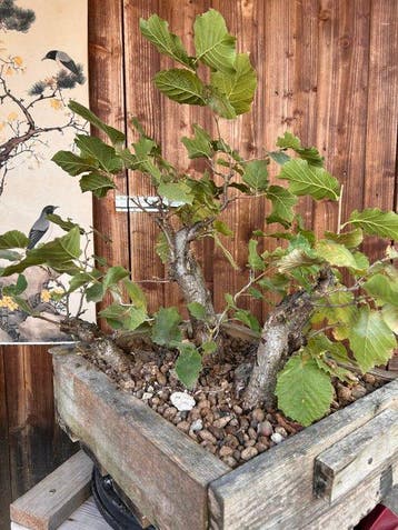 noyau - Hauteur (arbre) : 45 cm - Profondeur (arbre) : 45 cm