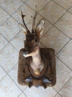 Cerf Support mural pour taxidermie - Cervo - 10 cm - 5 cm -