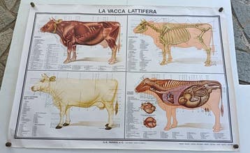 G. B. Paravia e C. - (26) poster didattici scolastici -