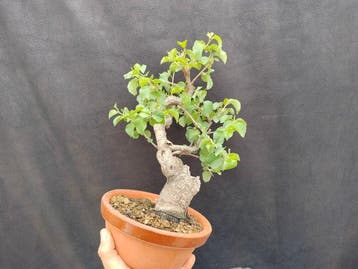 bonsai Prunus mahaleb - Hoogte (boom): 25 cm - Diepte
