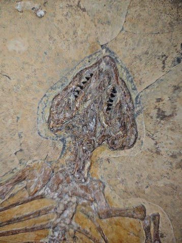 Symbiotisch fossiel van Liaoningosaurus paradoxus en