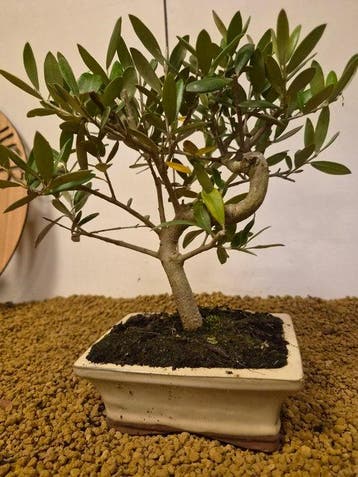 Olijf bonsai (Olea europaea) - Hoogte (boom): 22 cm - Diepte