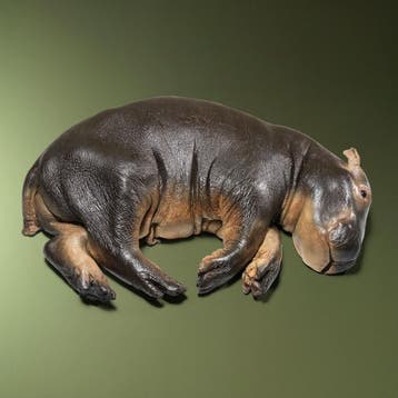 Nijlpaard Replica Taxidermie Opgezette Dieren By Max, Verzamelen, Ophalen of Verzenden, Nieuw, Wild dier, Opgezet dier