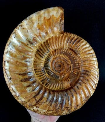 Ammoniet - Gefossiliseerd dier - Kranaosphinctes roedereri
