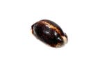 Cypraea arabica eglantina eglantina (zeer zeldzaam) Skelet -
