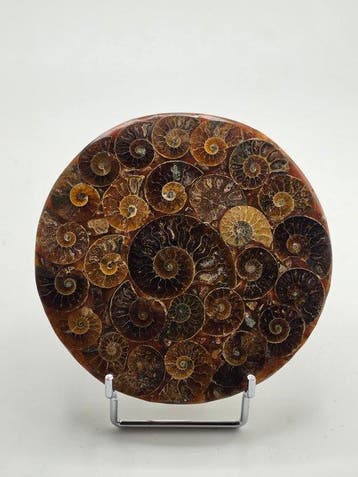 Ammoniet - Gefossiliseerd dier - Aioloceras (Cleoniceras)