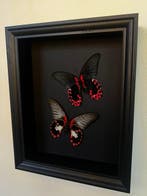 Papillon Support de corps entier pour taxidermie - Papilio