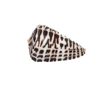 Conus polyglotta (40mm) - Filipijnen - Uitzonderlijk GEM