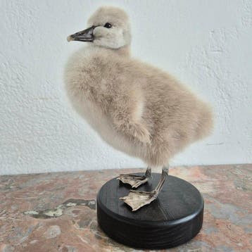 Cygne Support de corps entier pour taxidermie - Cygnus, Nieuw