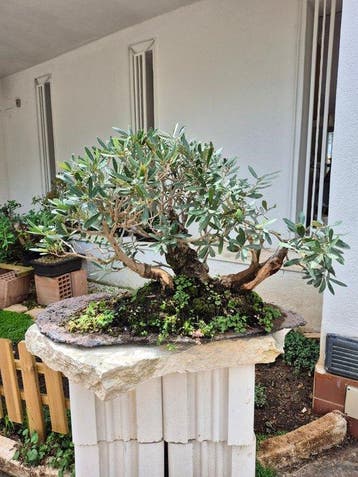 Bonsai of Olijfboom - Verzamelingstuk - Hoogte (boom): 57 cm
