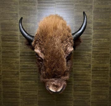 Amerikaanse Bizon Taxidermie Opgezette Dieren By Max, Ophalen of Verzenden, Nieuw, Wild dier, Opgezet dier